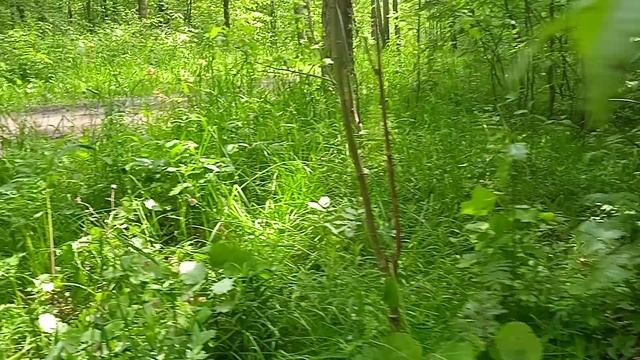 12 минут лесопарка пения птиц