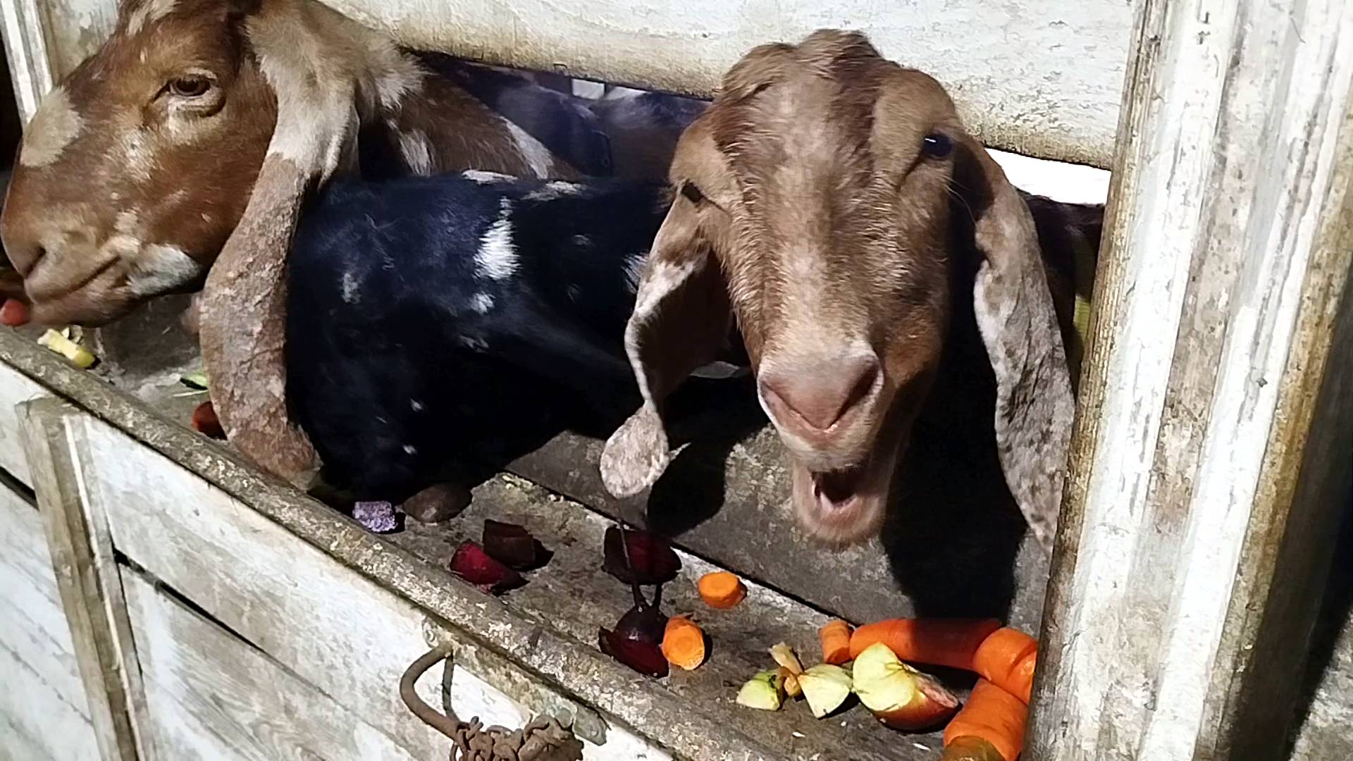 НАШИ СЕЛЬСКИЕ БУДНИ