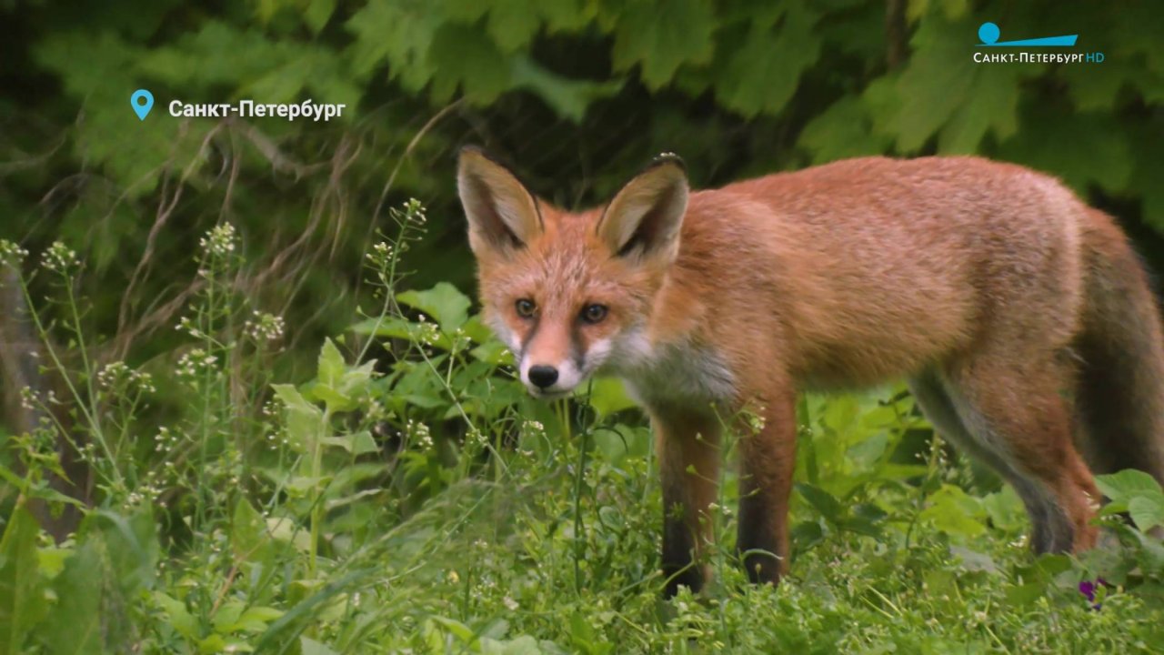 Лисята в городе, ворона-футболист на тренировке, кабанчики изучают лес