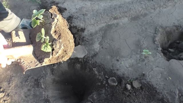 Пересадка огурцов