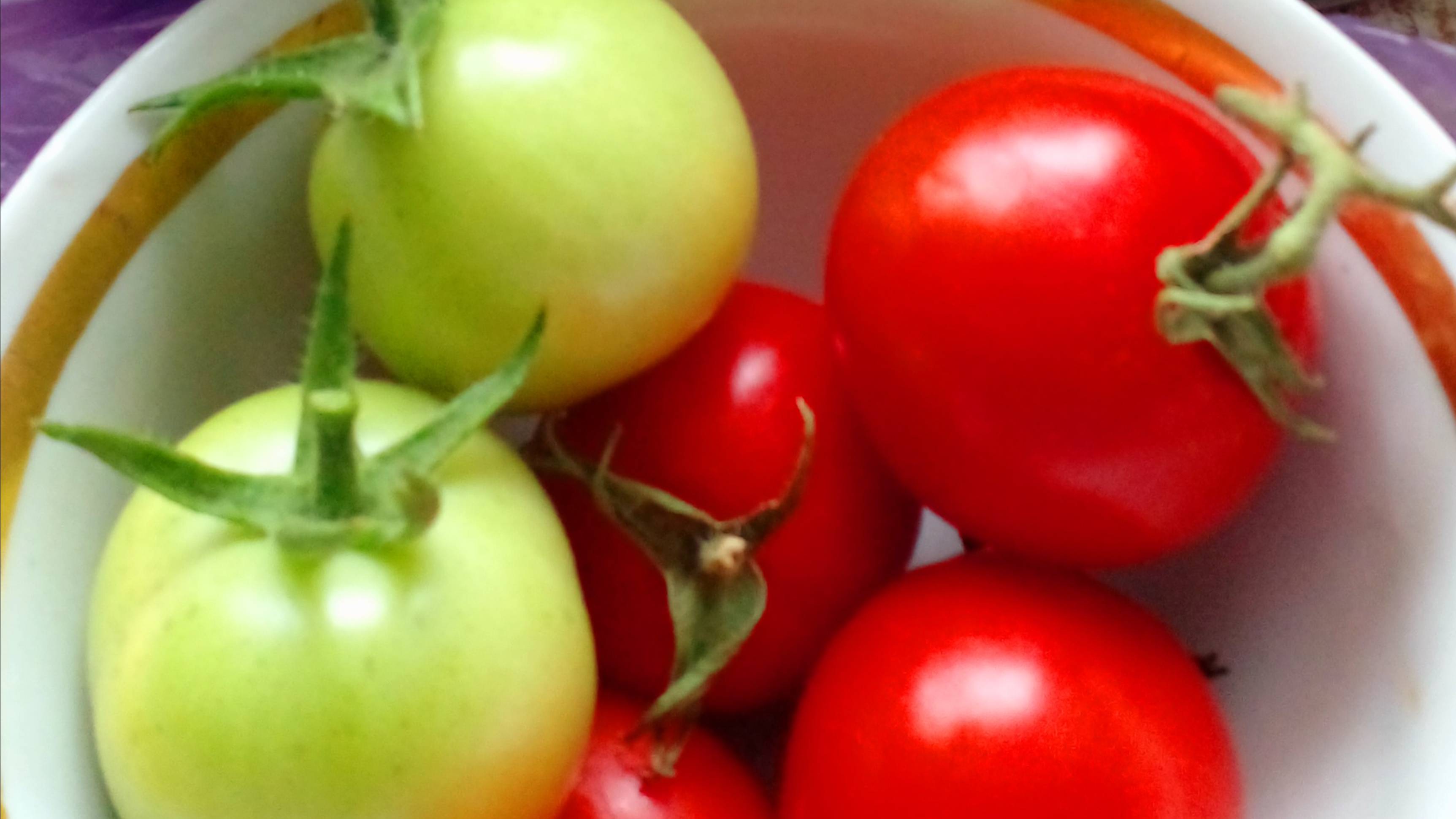 Домашние помидоры. Помидоры на подоконнике. Урожай помидор. Круглый год. Выращивание помидор на окне