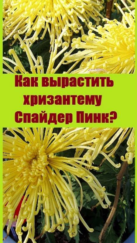 Хризантемы Спайдер Пинк можно вырастить на Урале!