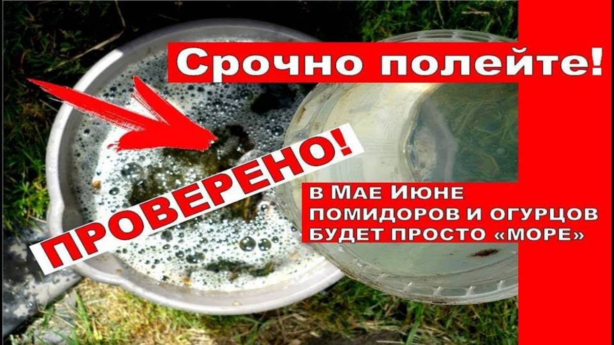 Поразительный результат после этой подкормки для томатов и огурцов❗ Зеленое удобрение своими руками