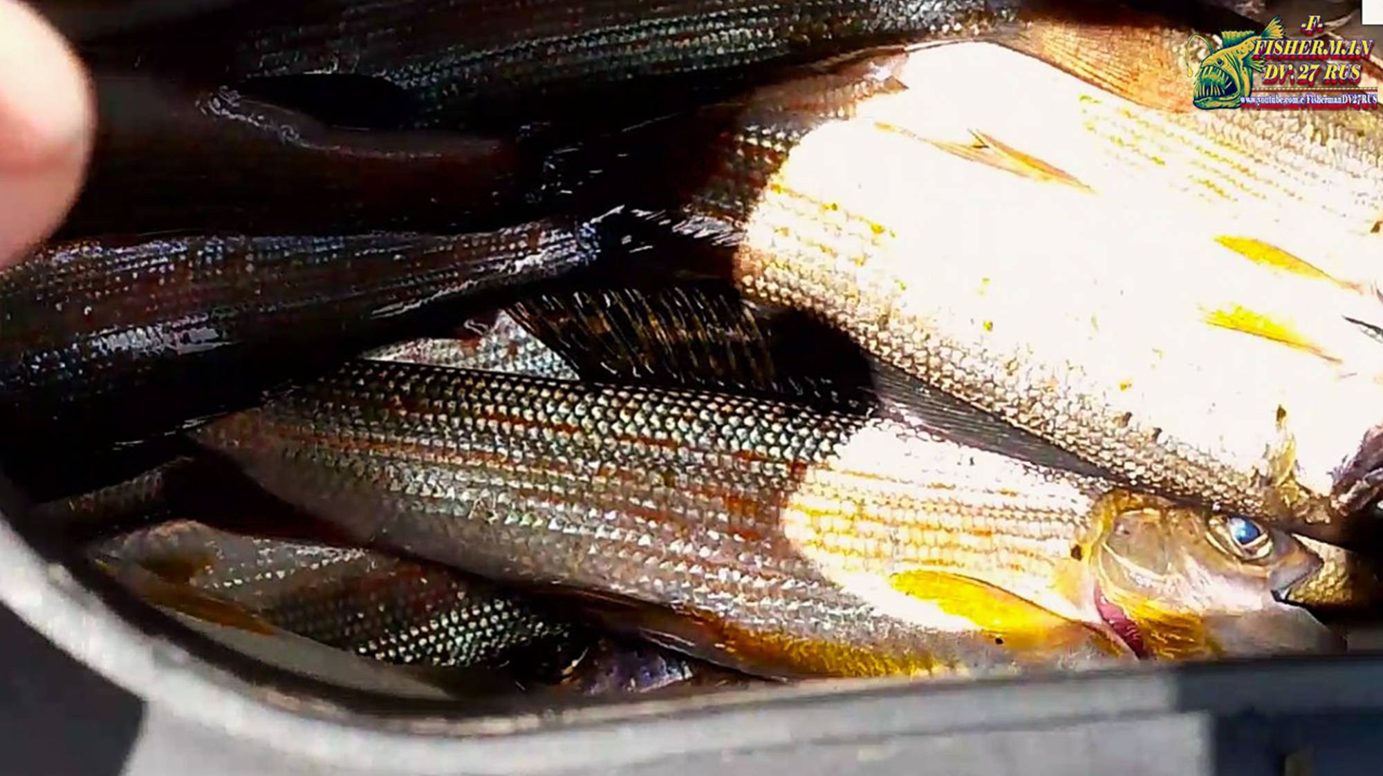 Рыбалка на горных речках Хабаровского края, Хариус 9.06.2025