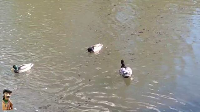 Незнакомая птица -среди СТАРЫХ ЗНАКОМЫХ !!! Что это за ГОСТЬ