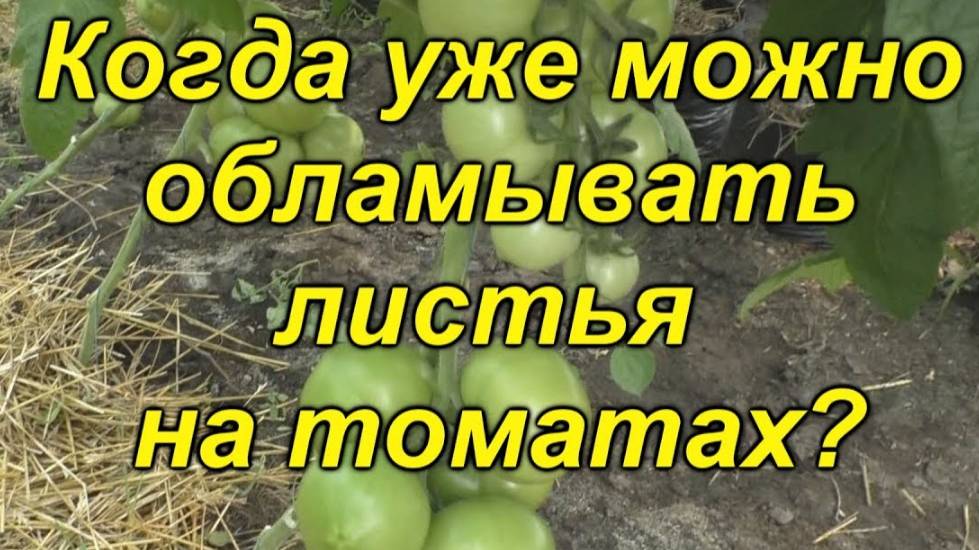 🌿Ломаем листья правильно! Когда и какие листья убирать для урожая