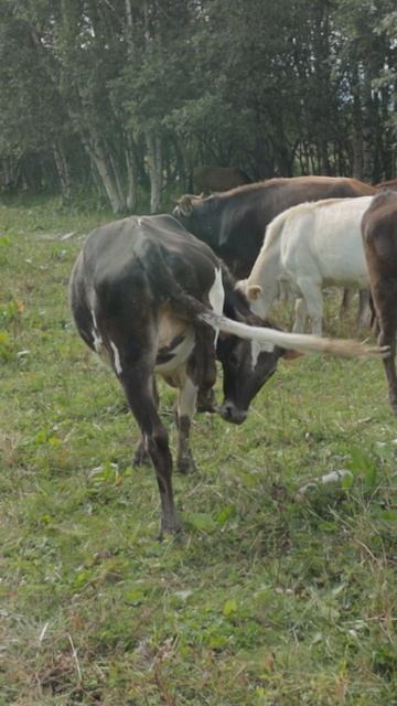 Коровка нализывает своё копытце 😂