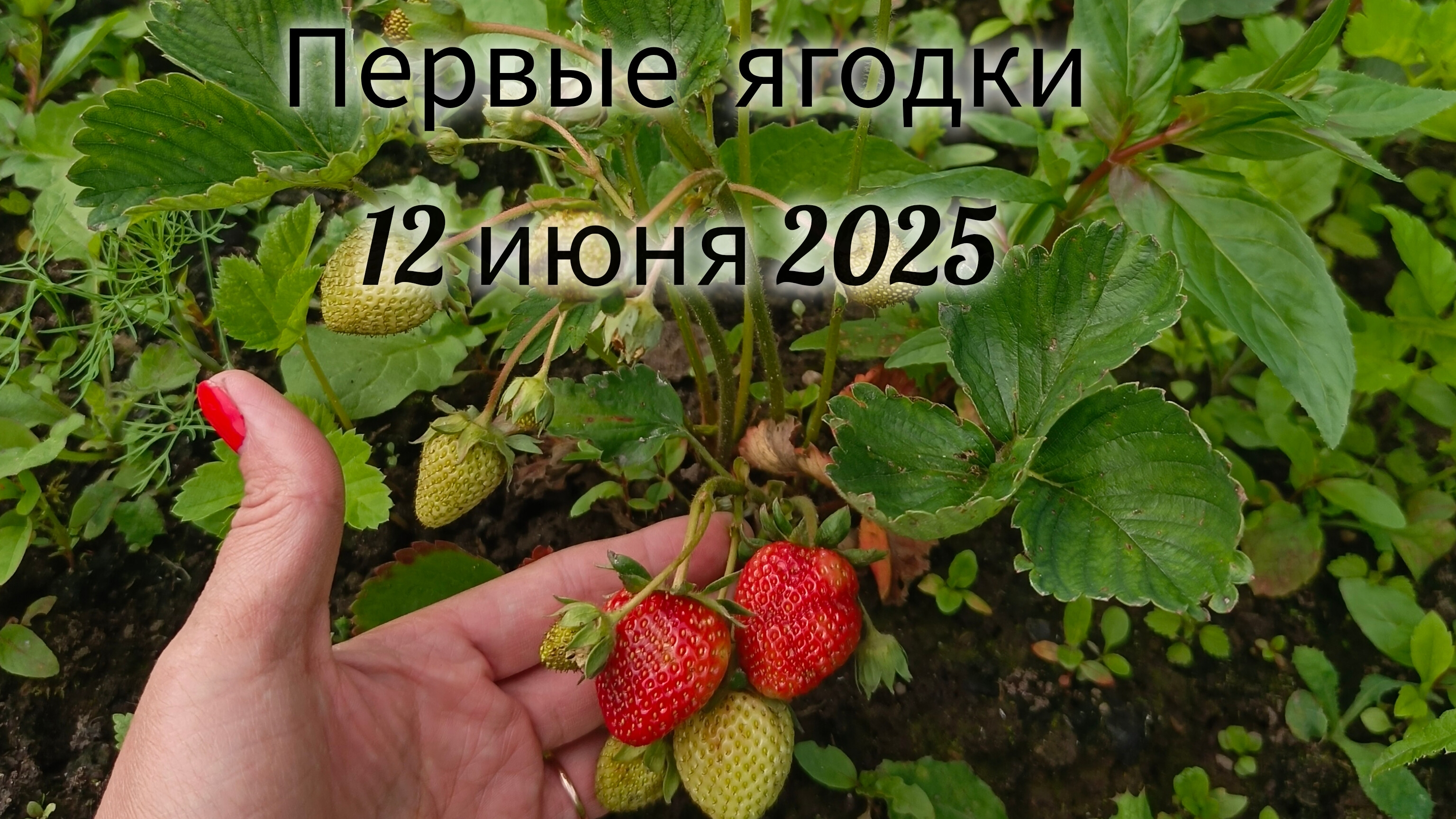 🍓 Первые ягодки клубники ☺️ 12.06.2025