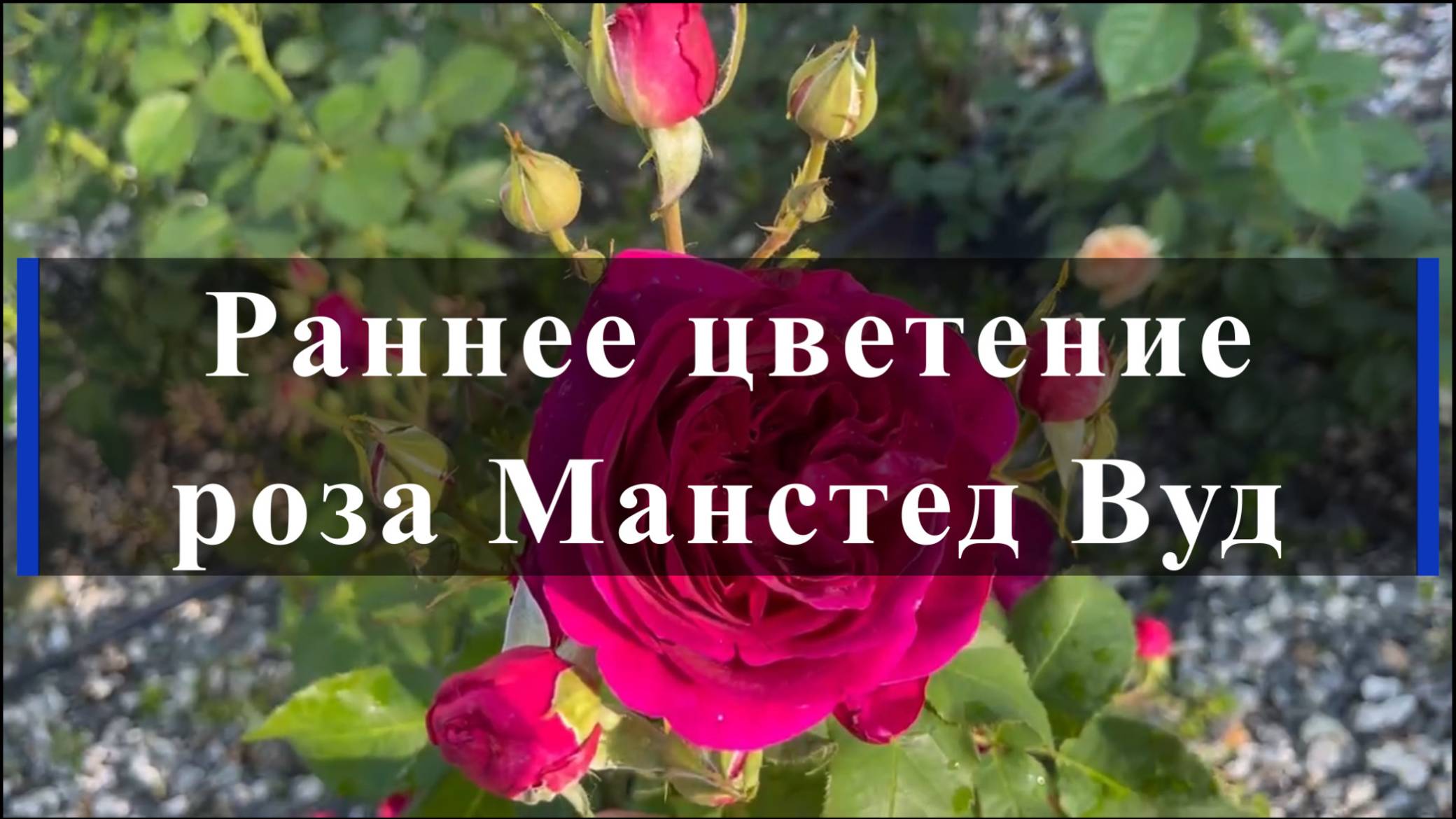 Раннее цветение розы Манстед Вуд