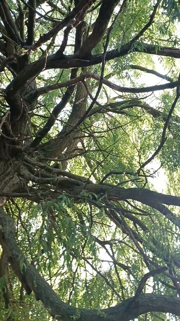 Лондон, Гайд Парк