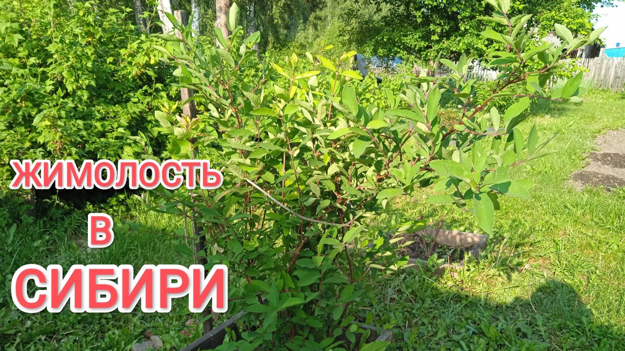 Жимолость Как она приживается в Сибири
