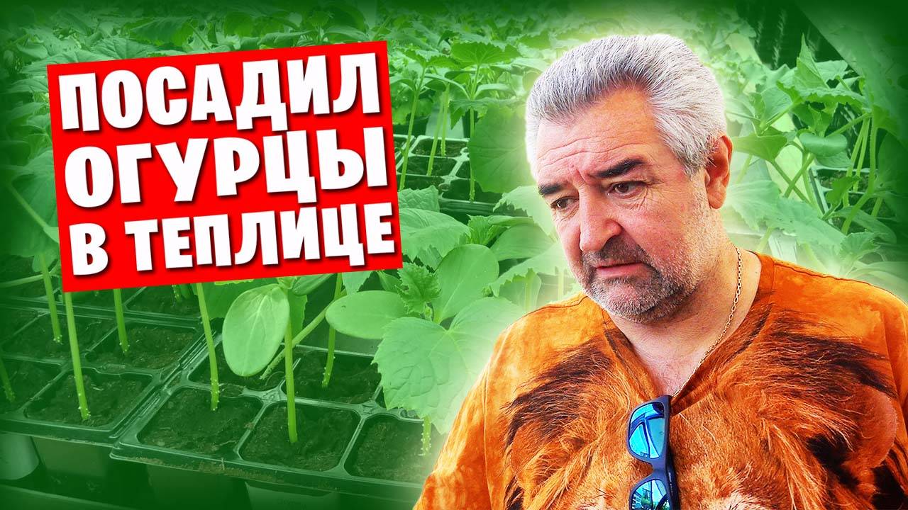 ❗️ Донецкий влог / Как я сажал огурцы