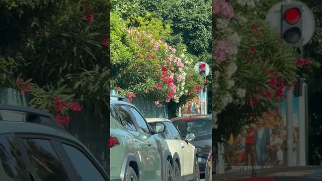 Опасная красота: что скрывает олеандр