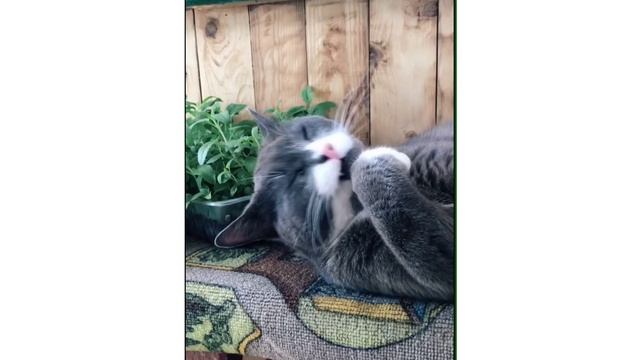 День России!   Художник - аниматор Поэт, композитор Бирюкова Светлана Алексеевна