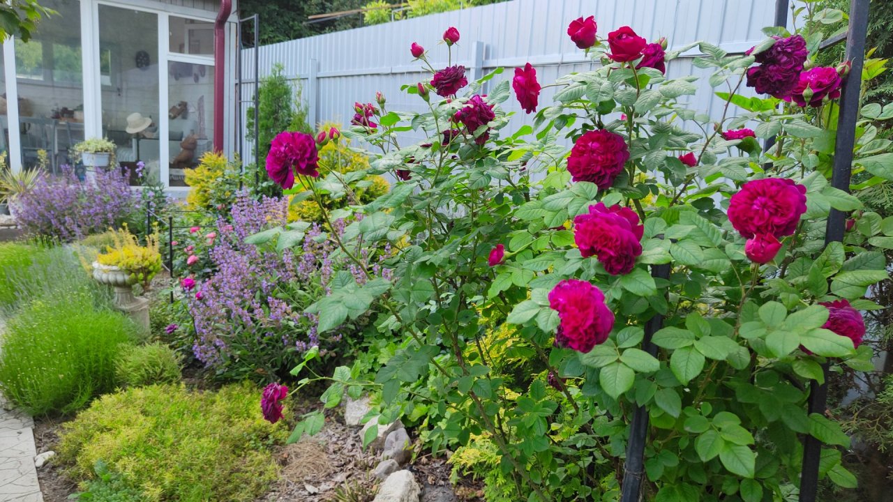 Сочетания роз с многолетниками, дизайн южного сада своими руками, 10.06.2025 г. Пятигорск. #цветы