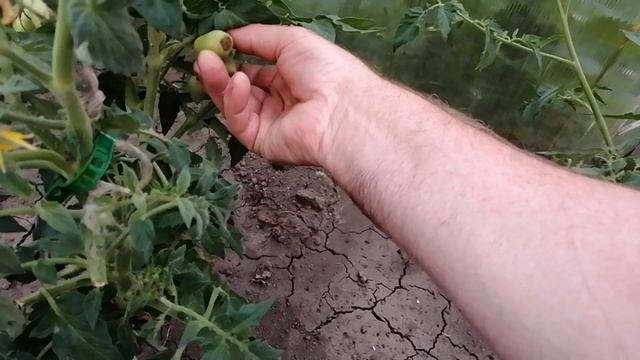 Я в шоке, бурая гниль на томатах в июне