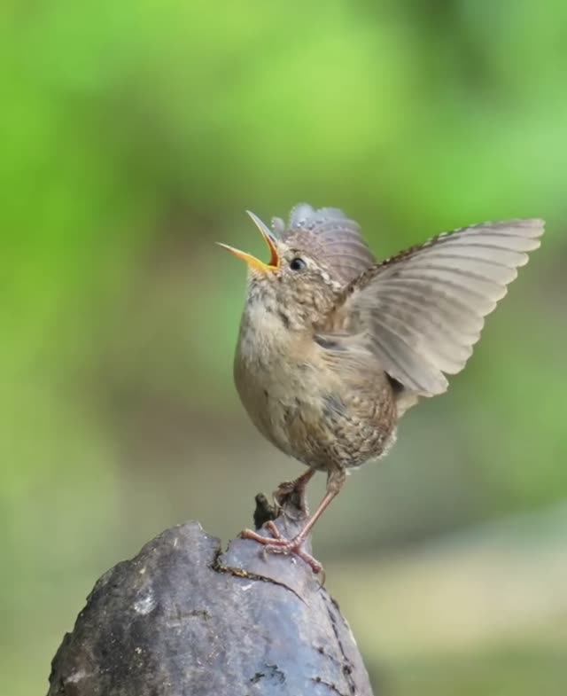 Звонкие птички ещё и танцуют🐦🦉