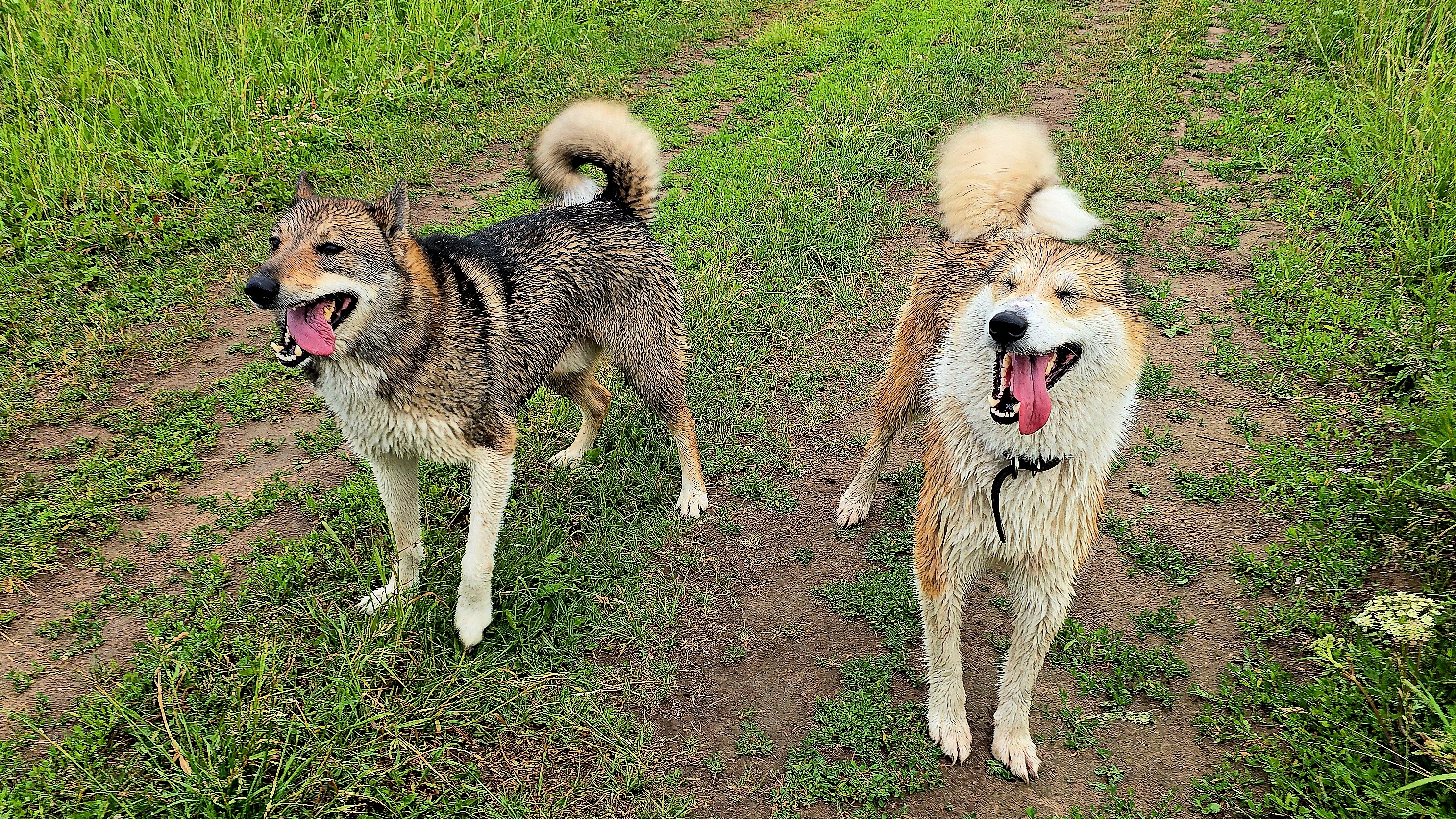 Перекус и  в побег