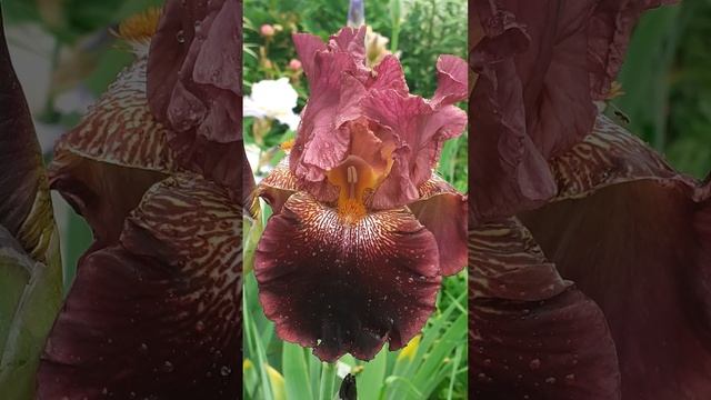 ирис ЧЕРНАВА ML/102 (Vlasova' 2025)