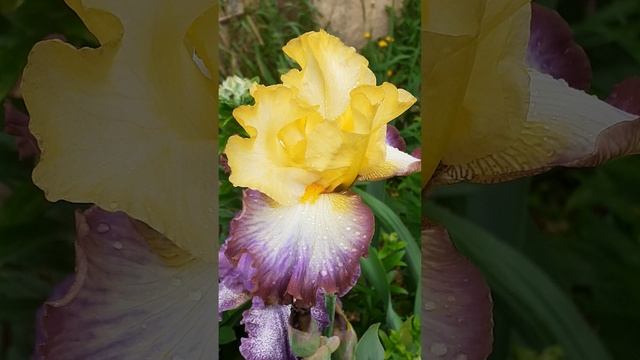 ирис ABOVE THE RIM