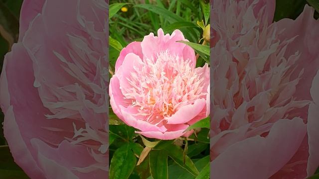 пион КАРАКЕЛЬ (Vlasova' 2025)