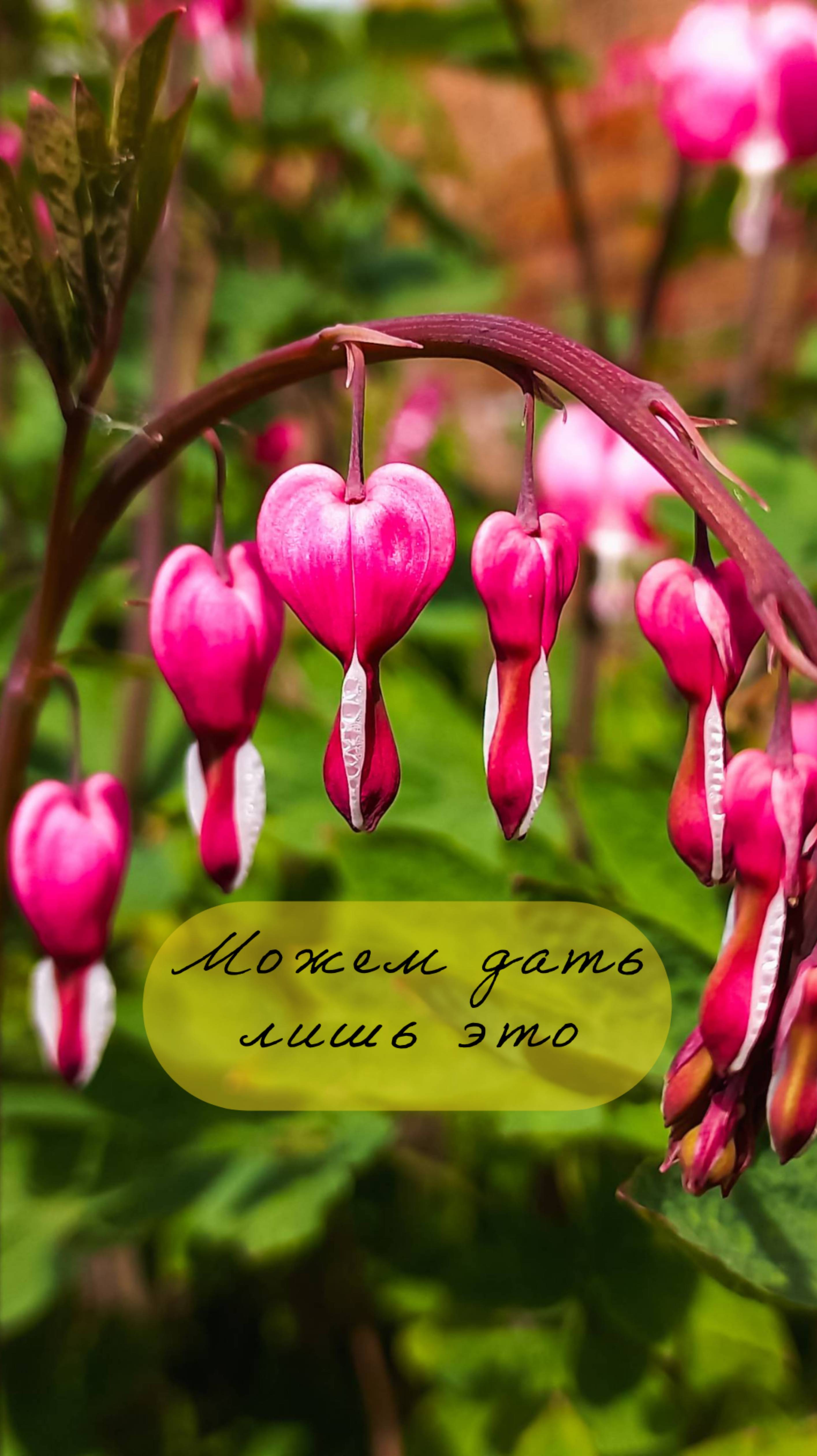 Мы можем дать лишь это #shorts