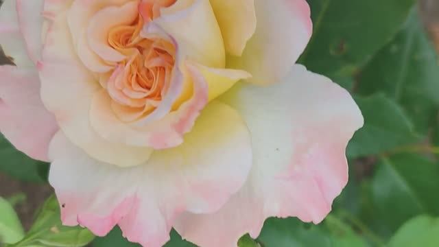 «Вести с полей», серия 8 \\ уход за цветником, строительство дома