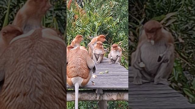 #носачи #обезьяны #малайзия #обезьяна #заповедник #джунгли #животные #путешествия #путешествие #корм