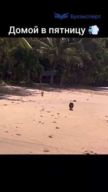 Домой в пятницу бухгалтер работа #бухюмор