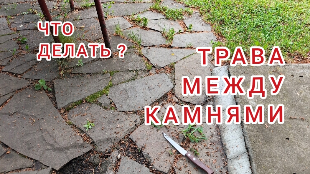 Дача без проблем. Как избавиться от травы?