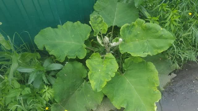 Лист лопуха при болях и отёках суставов