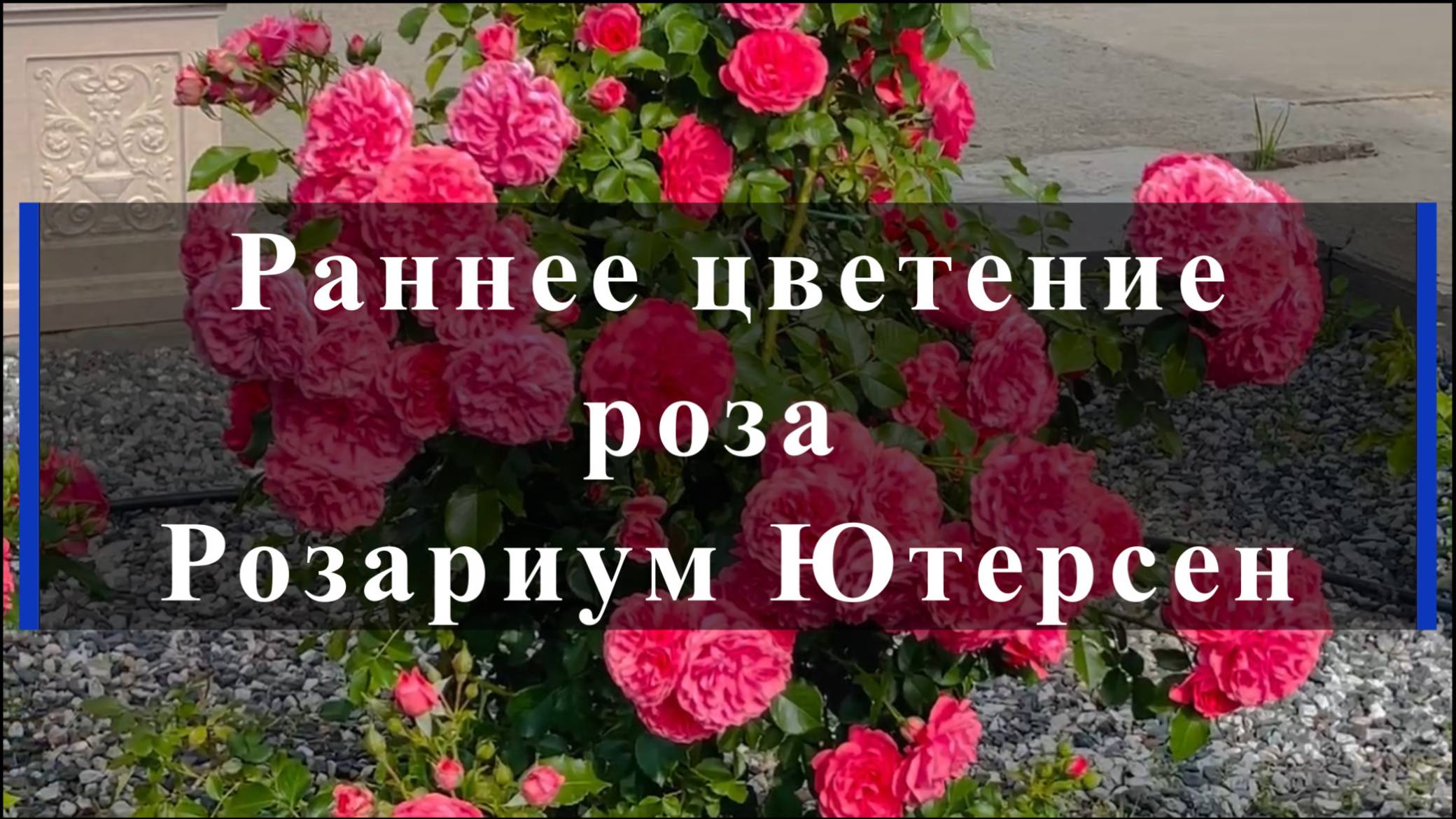 Раннее цветение розы Розариум Ютерсен