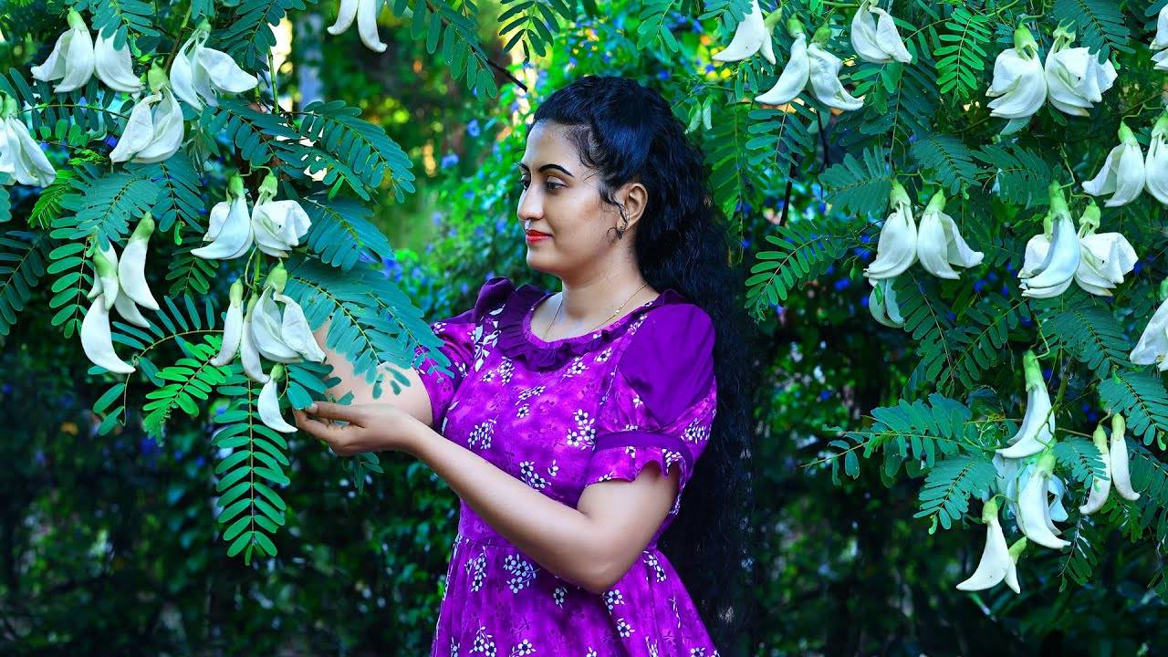 Hummingbird Flower recipes! 🥘 I cook (kathurumurunga) Delicious & Traditional Sri Lankan Dishes.