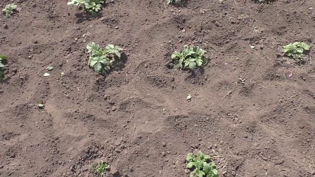 Первая прополка картофеля