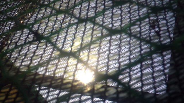 Движение Солнечного Диска - взгляд из курятника