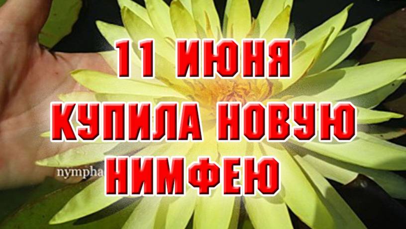 11 июня. Купила и посадила новую нимфею