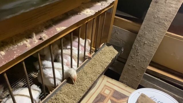 Нашим бройлерам 25 дней