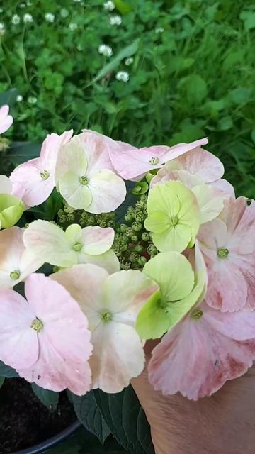 Френч Болеро Блю (French Bolero Blue) ампельная гортензия.