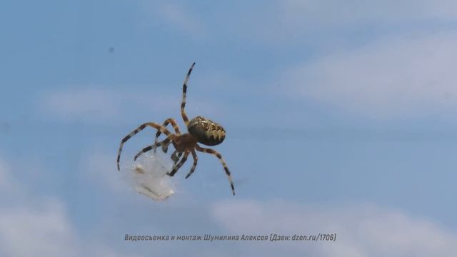 Паук с тополиным пухом