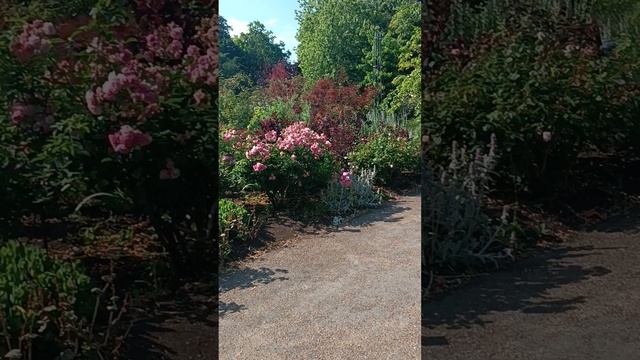 Лондон, Гайд Парк, Розарий