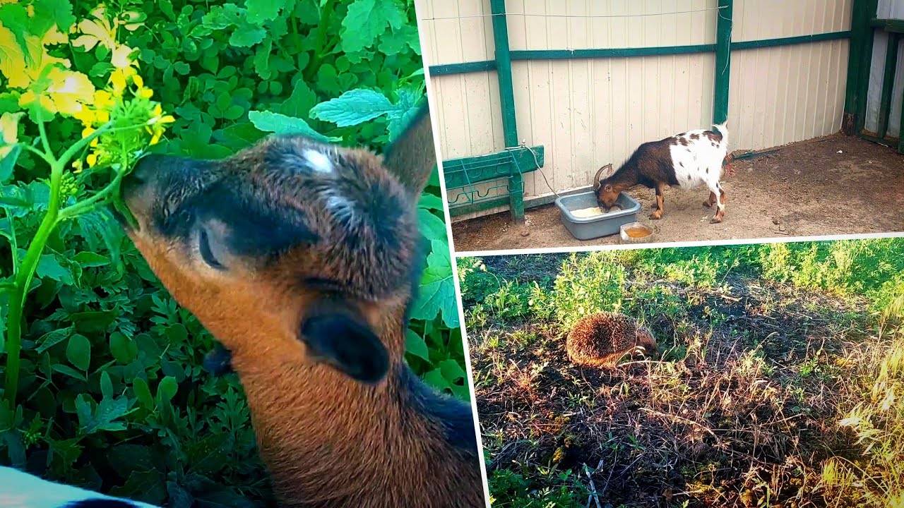 Камерунская 🐐 коза ОКОЗИЛАСЬ НА ВЫГУЛЕ 😱. Жизнь в деревне 🤷_♀️