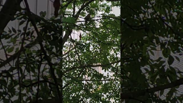 13 июня . Что за ДЯТЕЛ ...