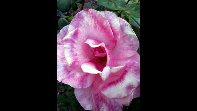 Цветочная любовь