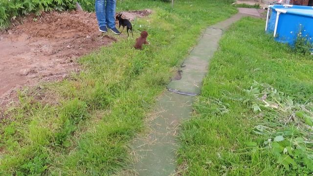 Юми обрадовалась НОВОЙ подружке Ютте 13.06.25 Провожаем в НОВЫЙ дом #чихуахуа #пражский_крысарик