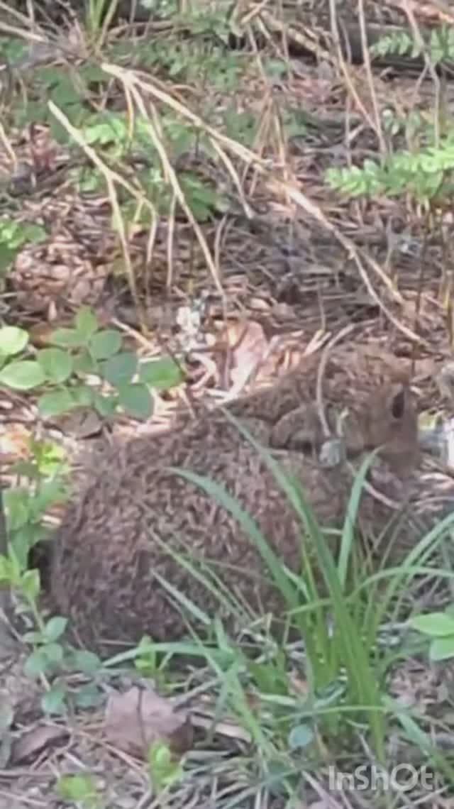 Маленький заяц.#охотасгончей#собака #животные #топ #hunting