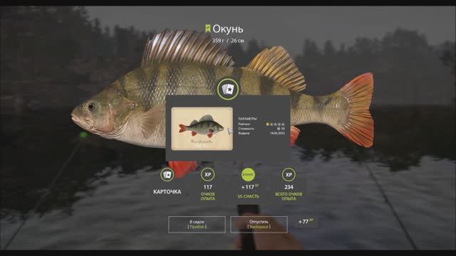 Рыбы с карточками, московская коллекция, озеро Куори, окунь, игра Русская рыбалка 4