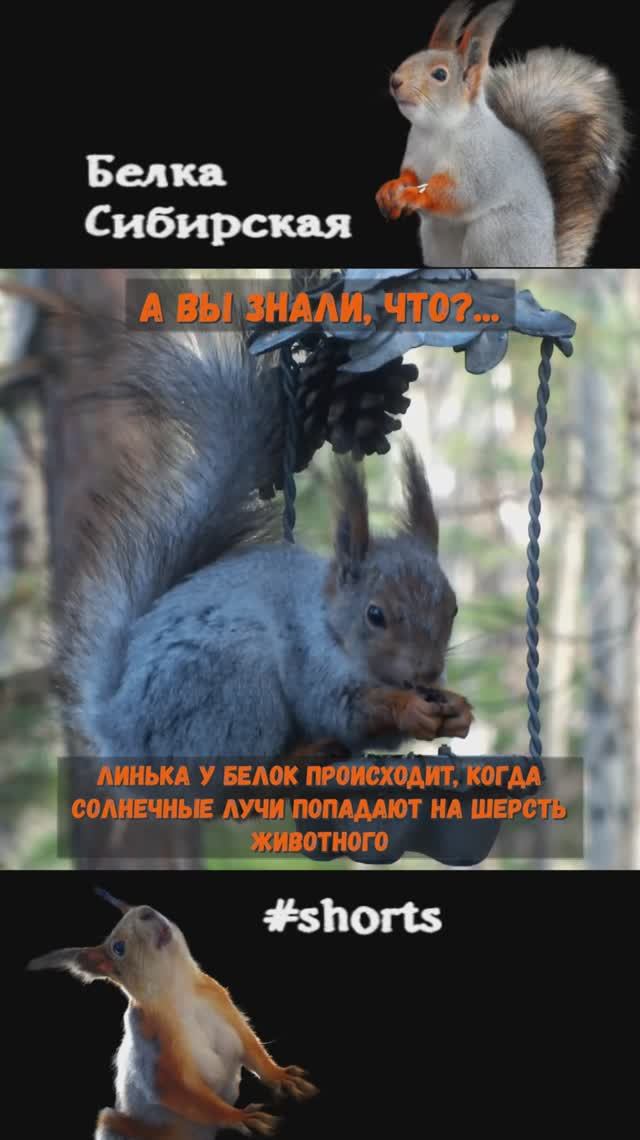 Линька у белки