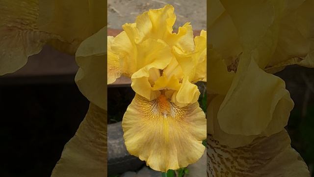 ирис сеянец №385 (Vlasova' 2025)