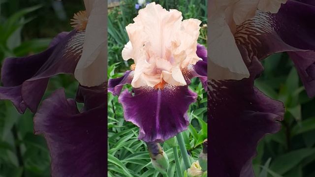 ирис ИНДИГИРКА (Vlasova' 2023)