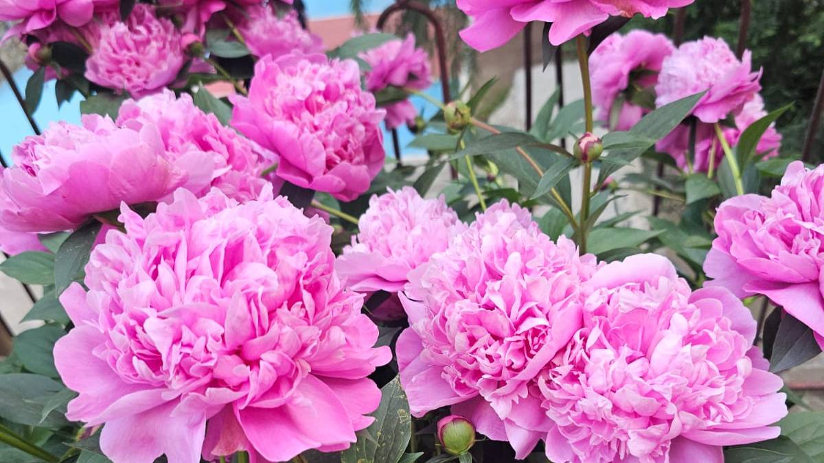 Пионы в саду. Сезон цветения пион.  Истории и легенды о пионе. Любимые пионы. #пионы #цветы_июня